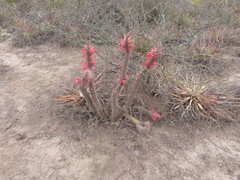 Cleistocactus baumannii