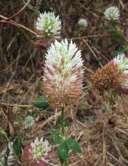 Trifolium vesiculosum
