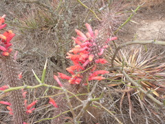 Cleistocactus baumannii