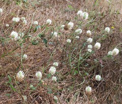 Trifolium vesiculosum
