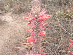 Cleistocactus baumannii