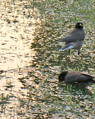 Acridotheres tristis