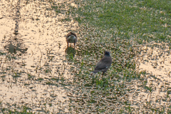 Acridotheres tristis