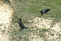 Acridotheres tristis