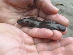 Acanthoclinus fuscus