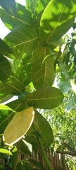 Calotropis procera