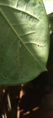 Calotropis procera