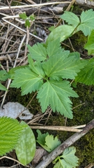 Cardamine maxima