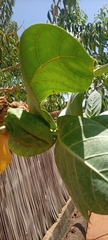 Calotropis procera image