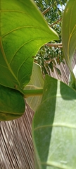 Calotropis procera image