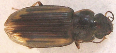 Platymetopus figuratus
