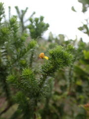 Euryops virgineus