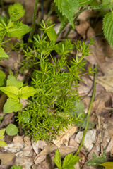 Galium concinnum