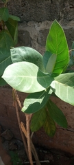 Calotropis procera