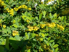 Berberis × ottawensis