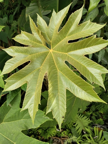 Tetrapanax papyrifer