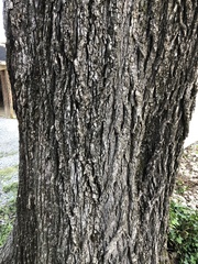 Ulmus rubra