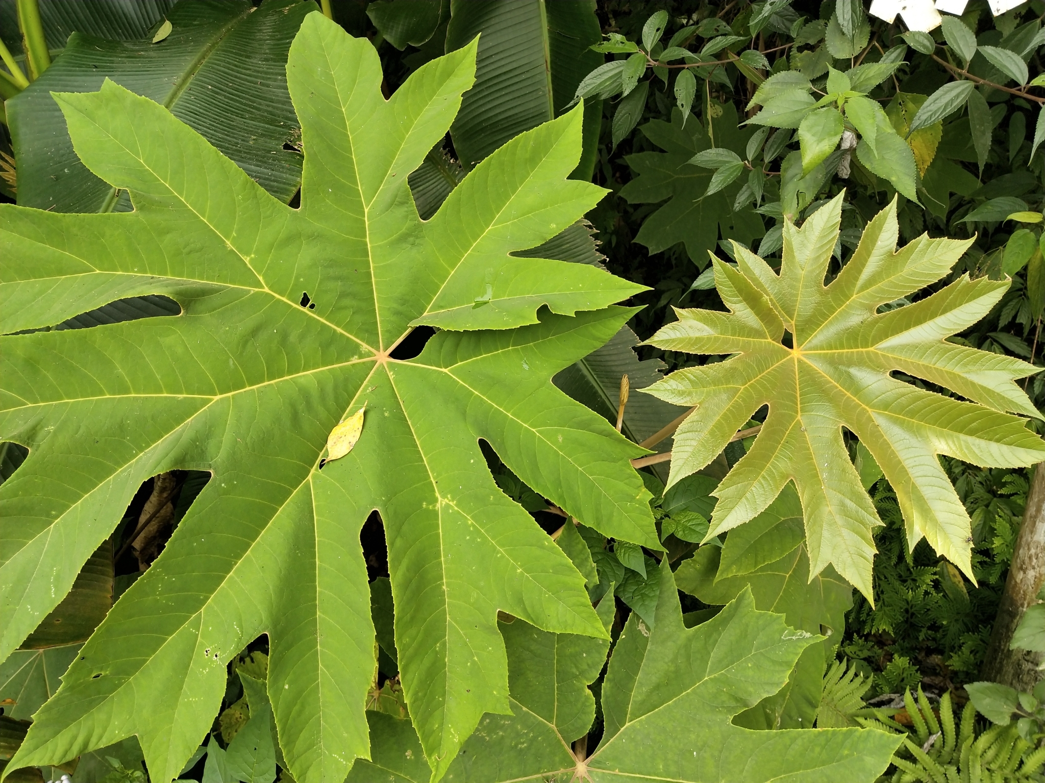 Tetrapanax papyrifer
