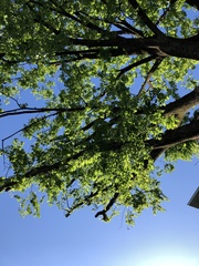 Ulmus rubra