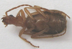 Brachinus armiger
