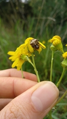 Gibbaranea bituberculata