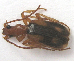 Brachinus armiger