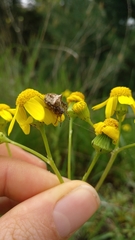 Gibbaranea bituberculata