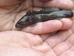 Acanthoclinus fuscus