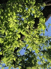 Ulmus rubra