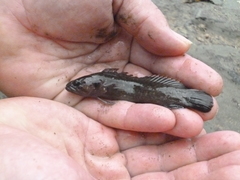 Acanthoclinus fuscus