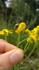 Gibbaranea bituberculata