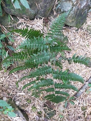 Diplazium viridissimum