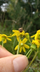 Gibbaranea bituberculata