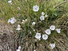 Silene uniflora