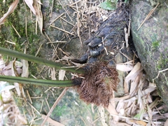 Diplazium viridissimum