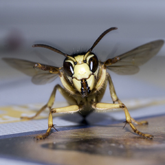 Vespa bicolor