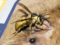 Vespa bicolor