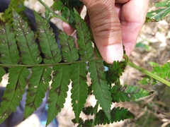 Diplazium viridissimum