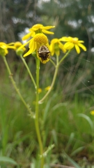 Gibbaranea bituberculata