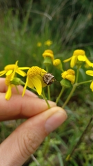 Gibbaranea bituberculata