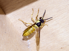 Vespa bicolor