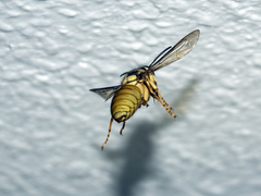 Vespa bicolor