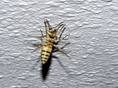 Vespa bicolor