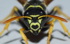 Polistes bischoffi