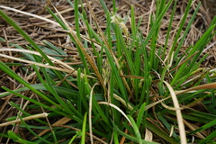 Sesleria albicans