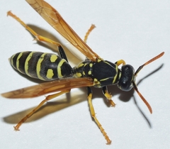 Polistes bischoffi