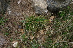 Sesleria albicans