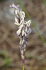 Sesleria albicans
