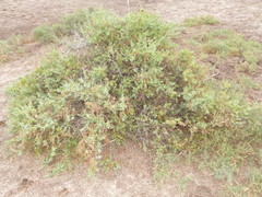 Suaeda divaricata