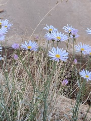 Erigeron utahensis